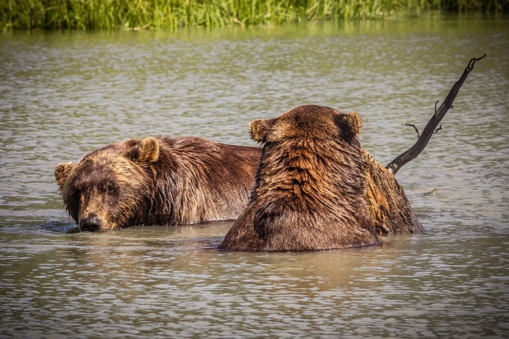 Katmai National Park: Home to Approximately 2,200 Brown Bears